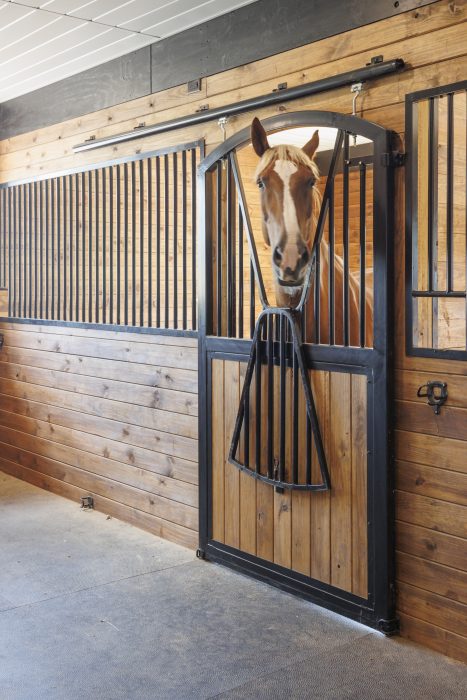 A horse looking out of its stall