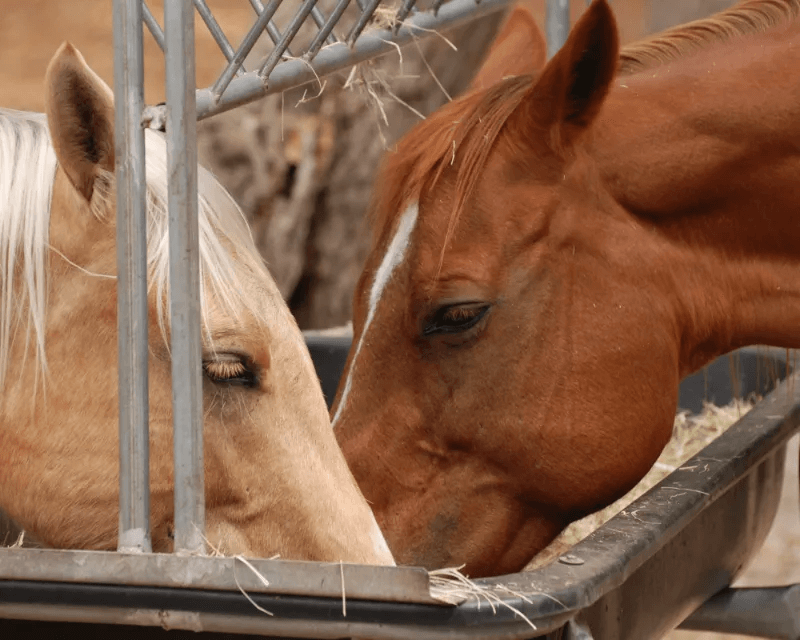 Two horses eating out of horse trough