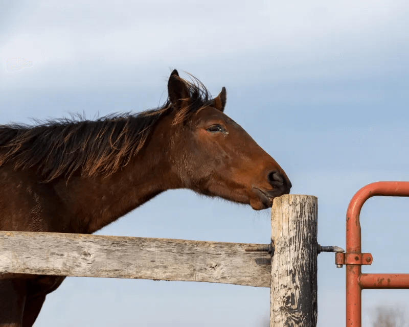 A horse chewing on a post