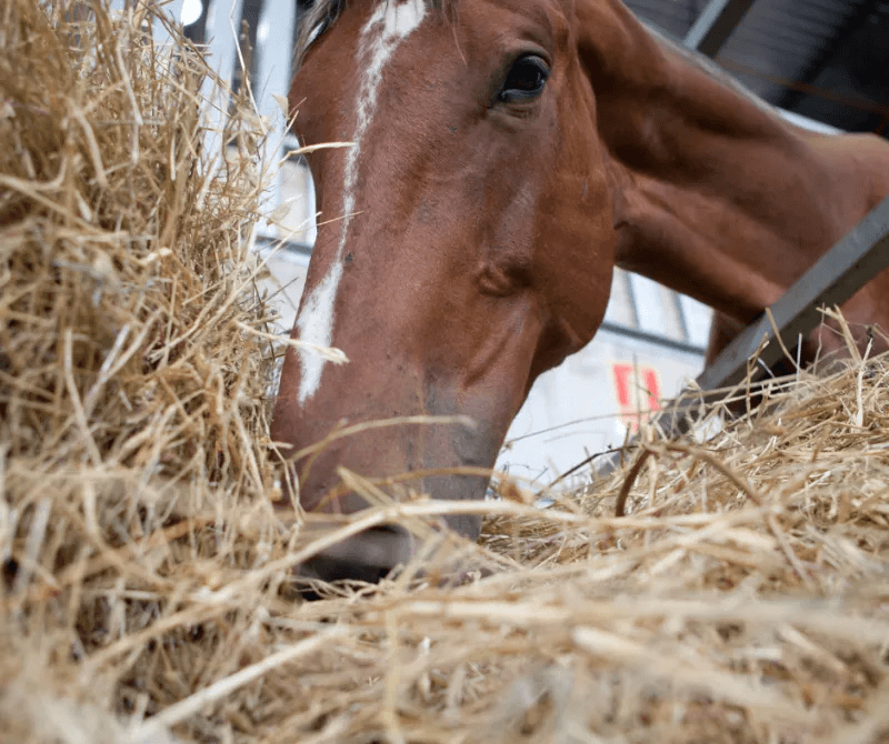 A horse eating out of a hayrack