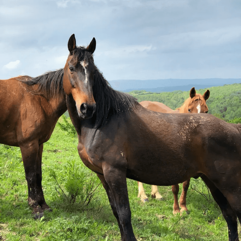 Stabled horses love turnout