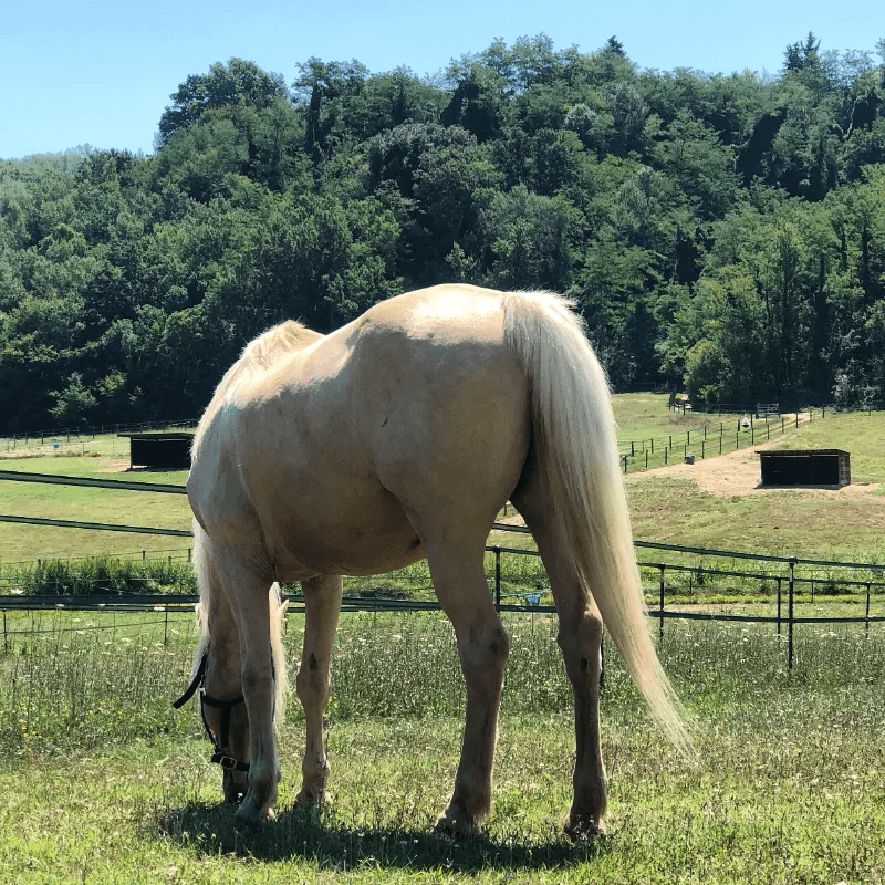 A horse eating grass