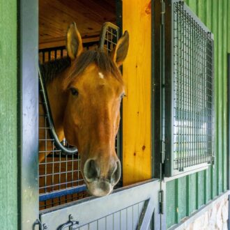 Horse peeking through a green barn's Dutch door with protective stall grill, showcasing barn door options.