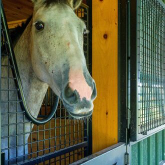 Horse behind protective stall grille on a split Dutch door with a black finish, featuring wood paneling.
