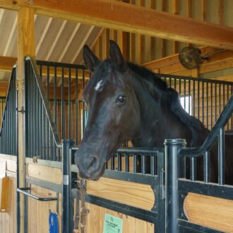 A horse looking over a low front stall