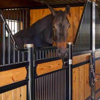 A horse looking out a stall