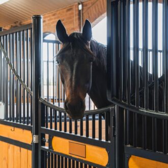 A horse relaxing in a stall