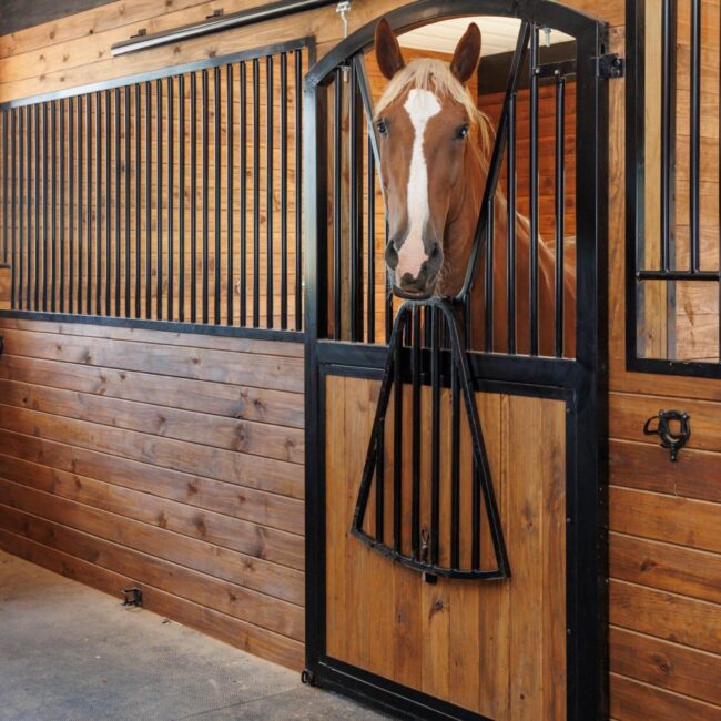 A horse looking out a stall door