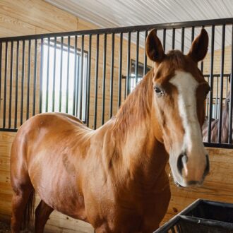 Two horses standing next to a stall panel