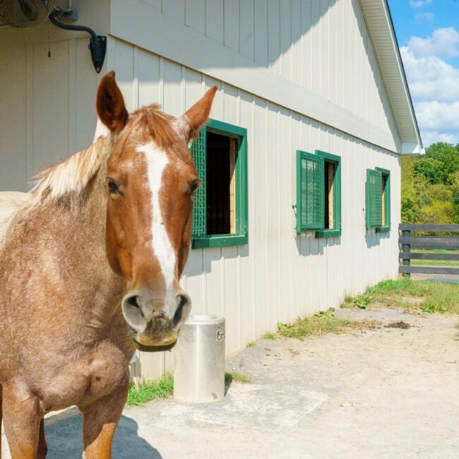 Horse by barn with green Dutch windows and protective mesh, showcasing entry and loft door options in natural finish.