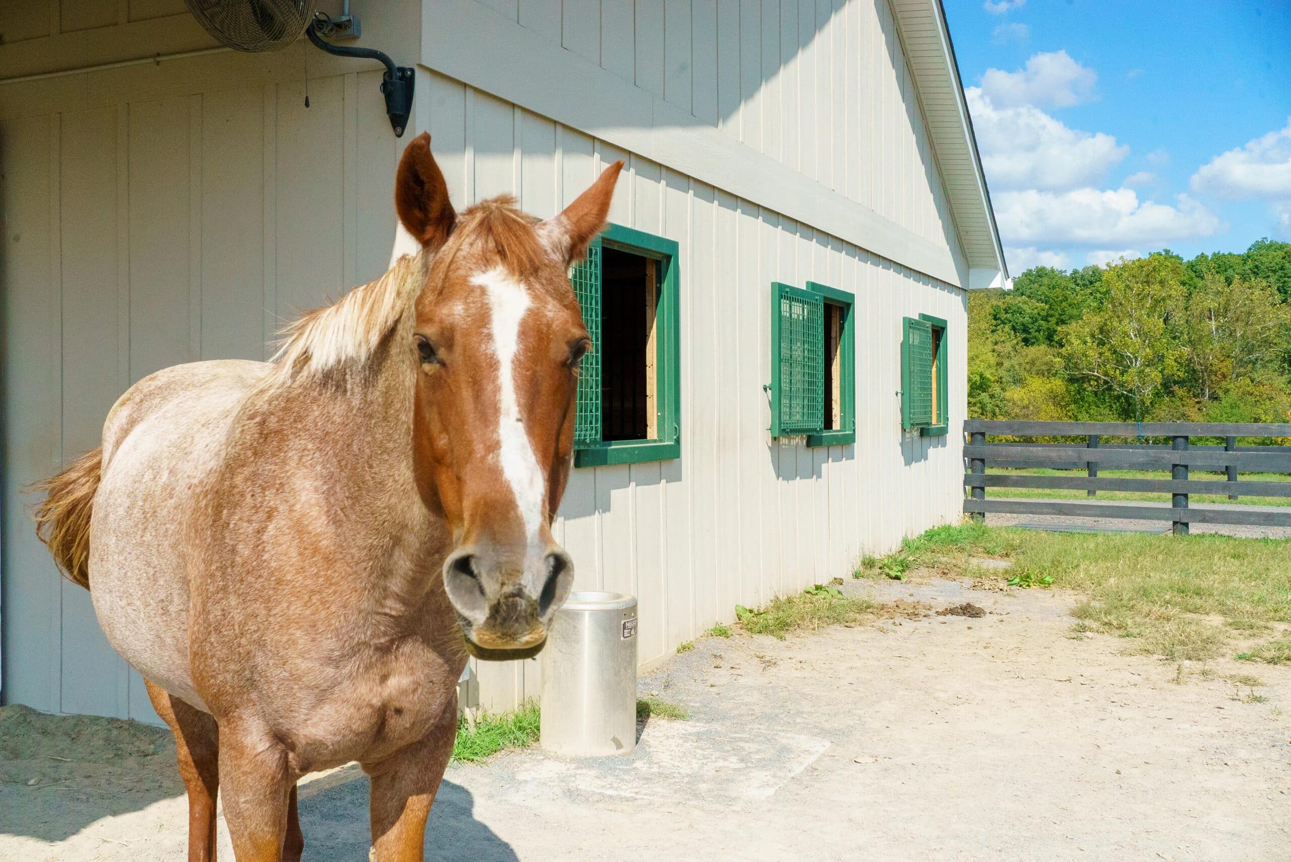 Horse by barn with green Dutch windows and protective mesh, showcasing entry and loft door options in natural finish.