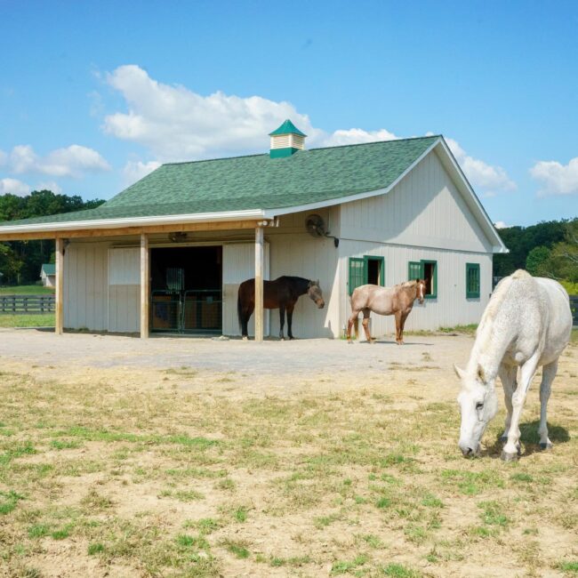 White barn with green roof, featuring sliding barn doors, dutch windows, protective stall grills, and grazing horses.