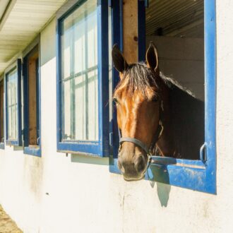 Horse peeking through blue-framed dutch windows on white barn, showcasing our versatile window finish options.