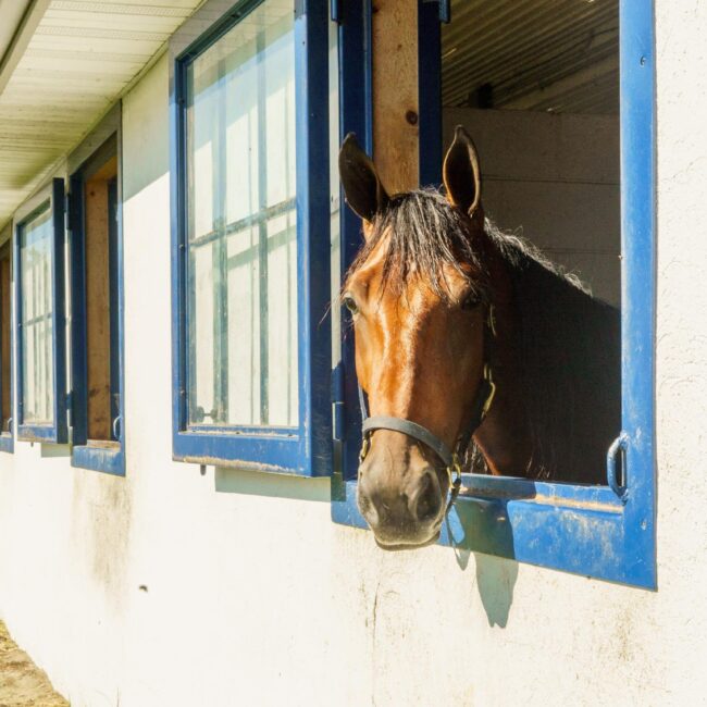 Horse peeking through blue-framed dutch windows on white barn, showcasing our versatile window finish options.