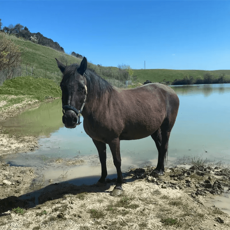 A horse standing by water