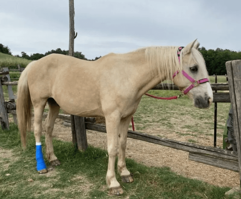 An injured horse