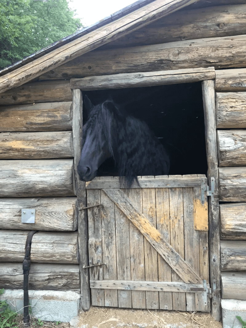 A rustic horse barn