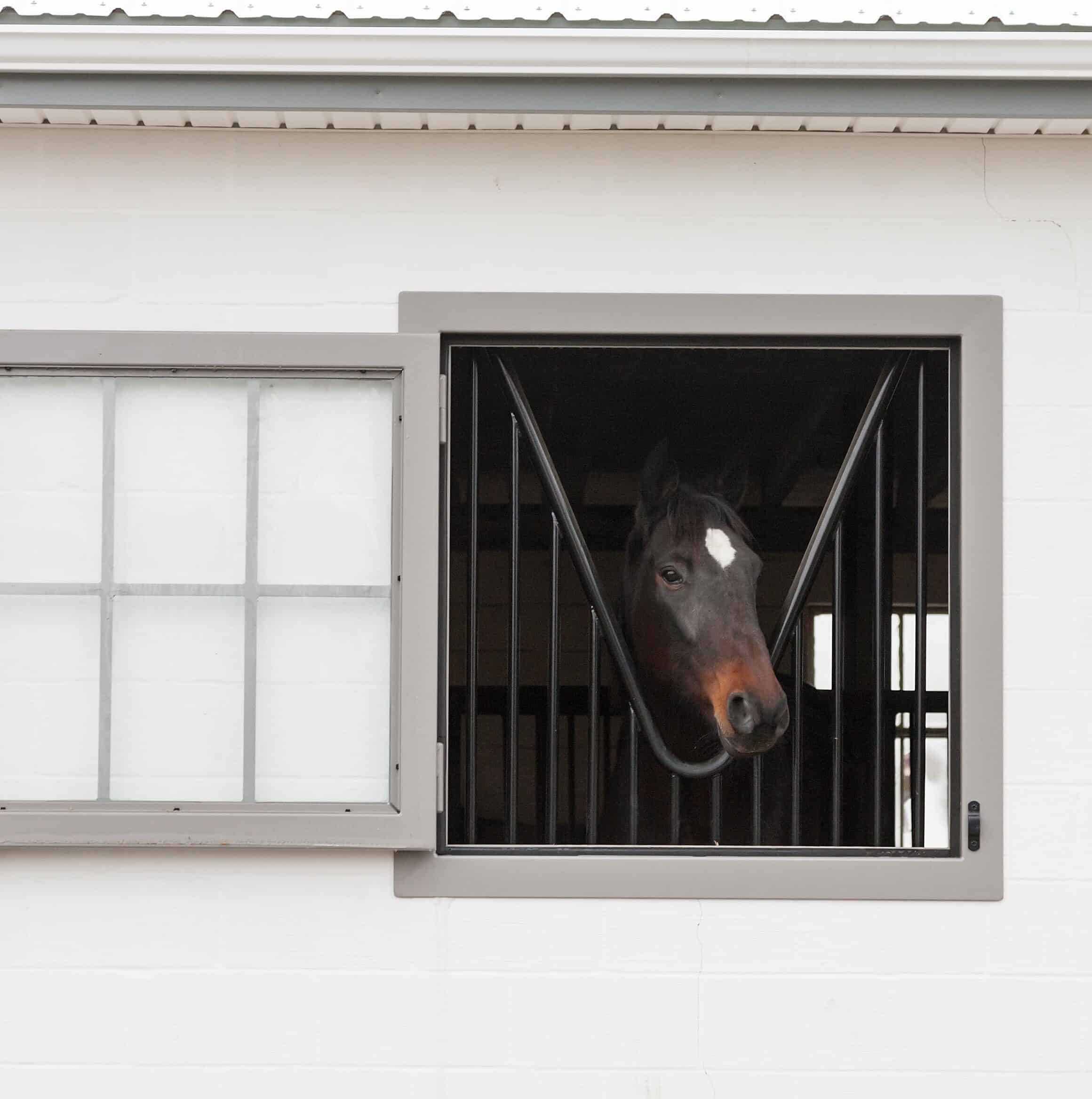 A horse barn Dutch window with a horse peering out.