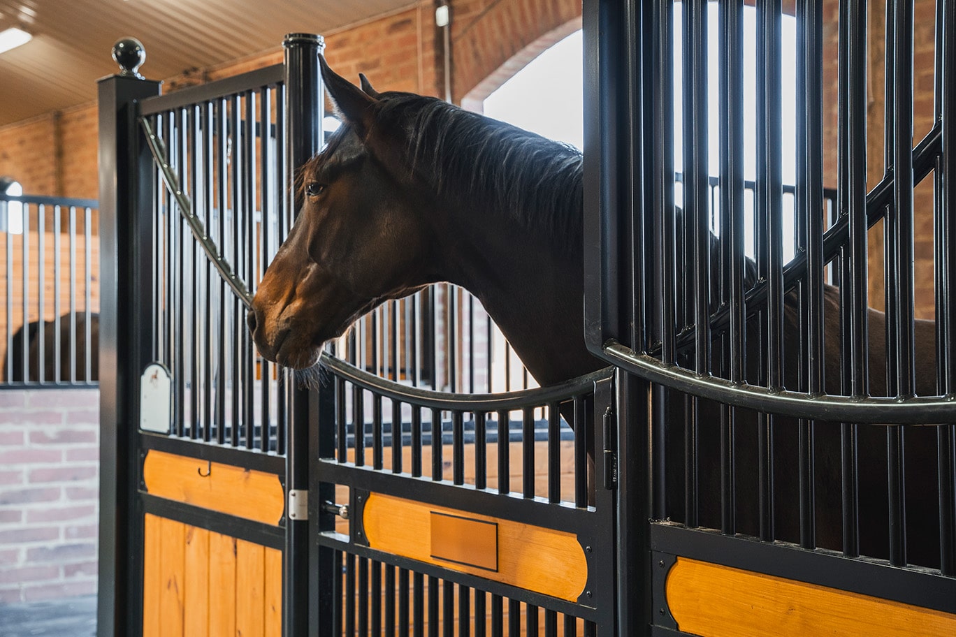 Horses in stalls, looking around through open-air, protective grill tops.