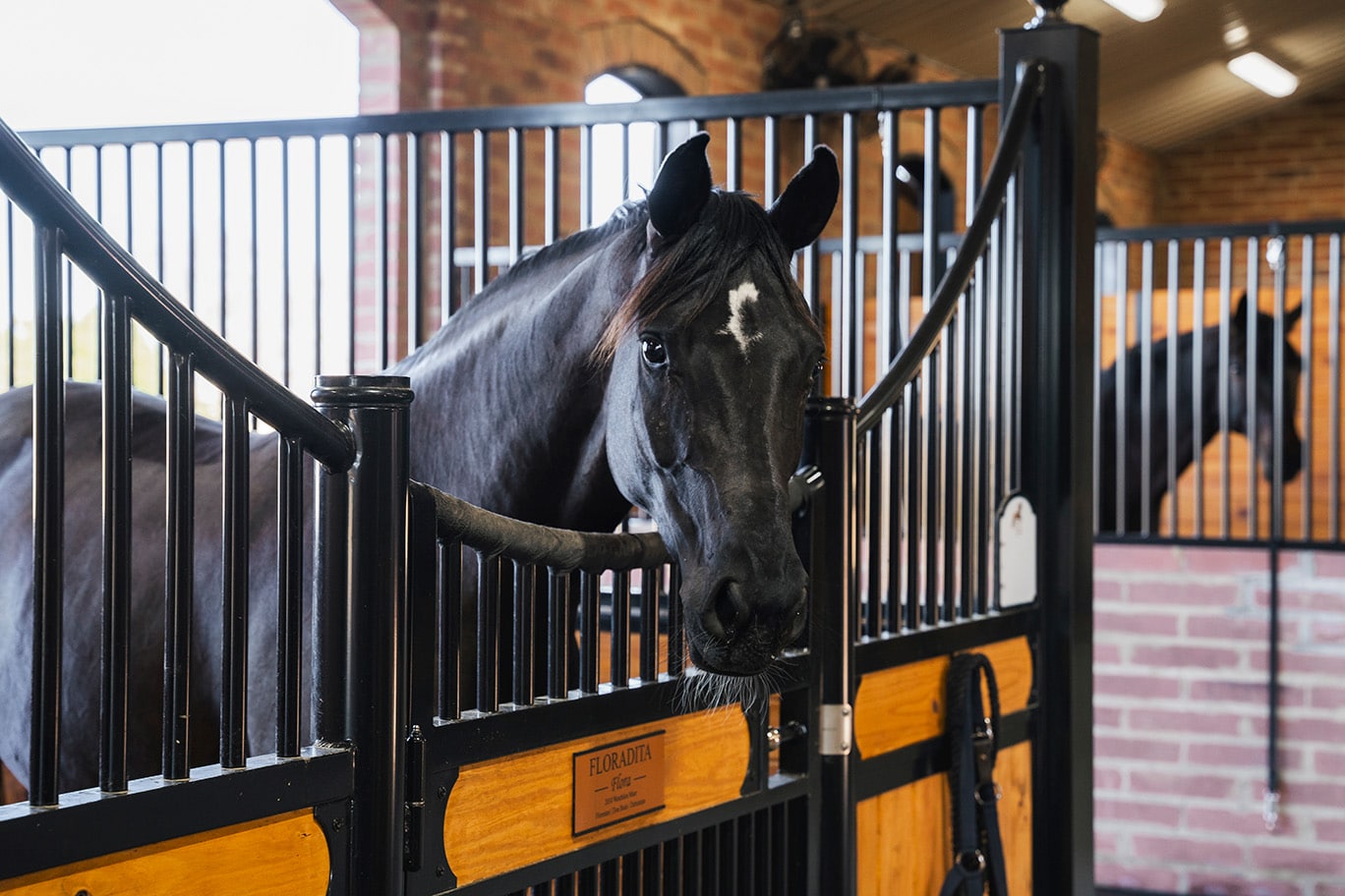 Horses in stalls with protective grills, able to interact and see all around them.