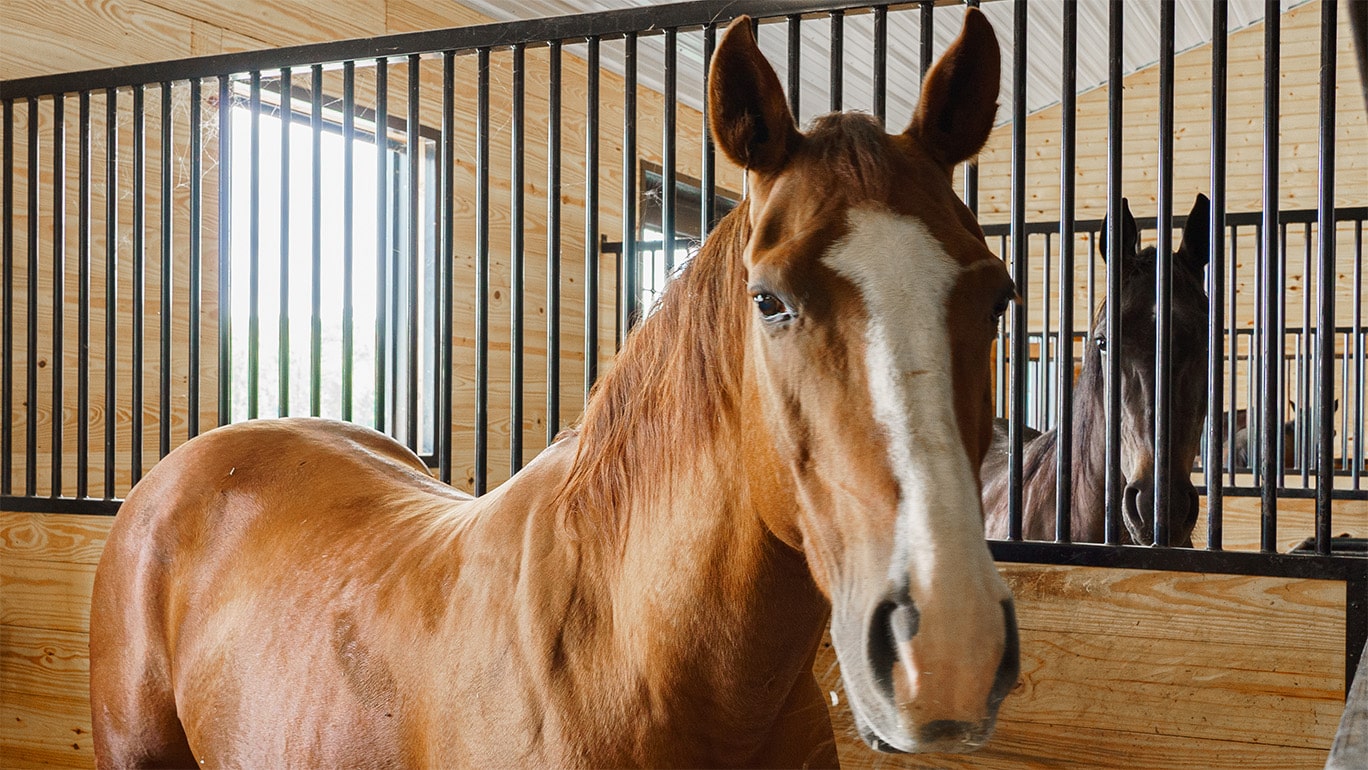 Horses separated into stalls by partitions topped with protective grills from J&E.
