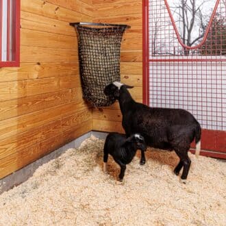 Sheep beside a red mesh entry door and protective stall grills, using an EZ-fill slow feed haynet in a wood-finished stable.