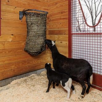 Sheep feed from EZ-fill haynet beside protective red mesh barn door and wood wall in stable.