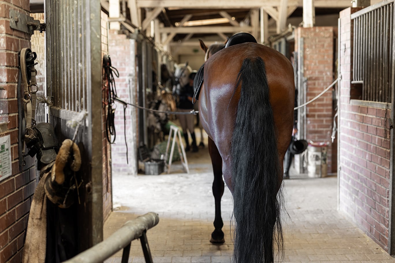 A horse seen in a cramped, messy aisleway and crowded stables