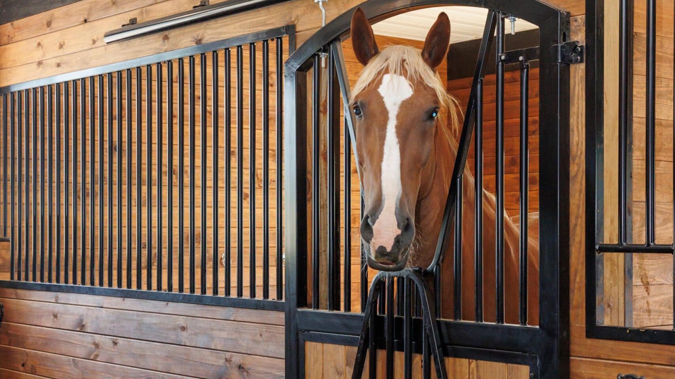 Horse looking out feed door, built into a sliding stall door.