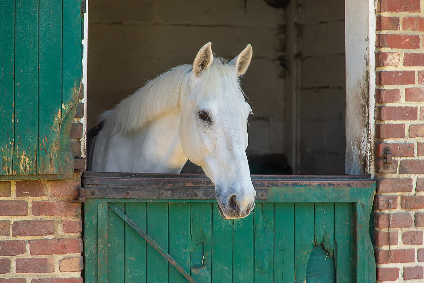 A horse looking out the top half of an old, poorly designed and installed Dutch door.